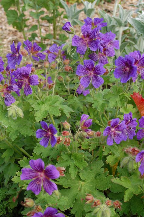 Geranium With Purple Flowers - FLOWERS CJK