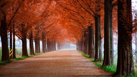 Autumn Park Scenery 5K Wallpapers | HD Wallpapers | ID #29004