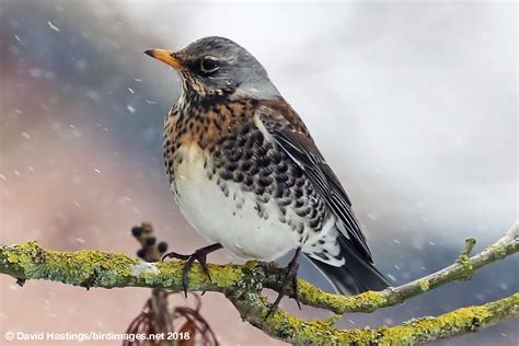 David Hastings' Bird & Insect Images - Fieldfare (Turdus pilaris)