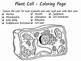 Coloring Pages Of A Plant Cell sketch template