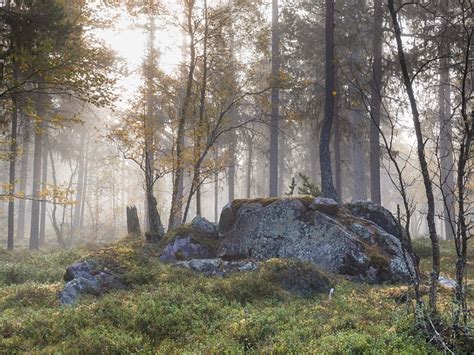 Sten Skog Höst - Gratis foto på Pixabay