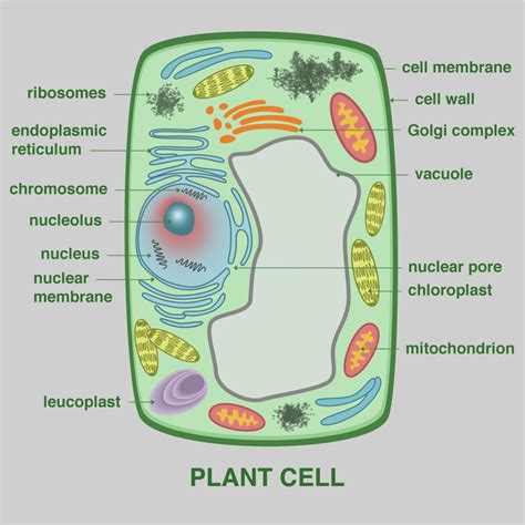 Plant Cell Poster Print by Gwen ShockeyScience Source - Walmart.com ...