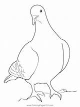 Nuremberg Lark Pigeon Coloring Page  Bird coloring Pages sketch template