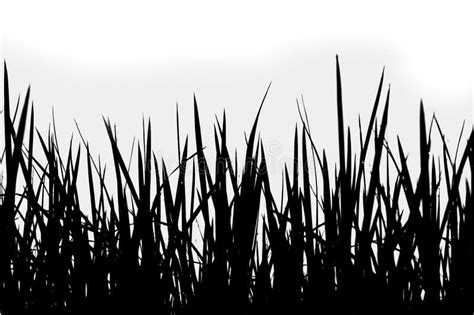 Grass Silhouette on a White Background Stock Illustration - Illustration of grass, garden: 60306155