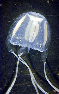 Irukandji jellyfish - CreationWiki, the encyclopedia of creation science