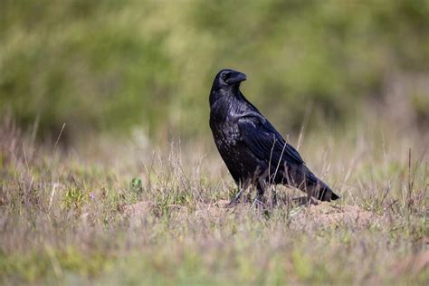 Does God Send Birds as Signs? 9 Birds with Prophetic Meaning