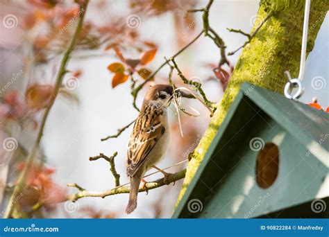 Eurasian Tree Sparrow at a Birdhouse Building a Nest Stock Photo - Image of nesting, eurasian ...