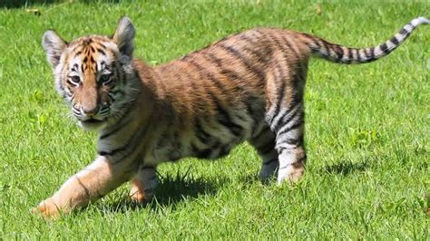 Bengal tiger cubs make debut at Six Flags Discovery Kingdom in Vallejo | KABC7 Photos and ...