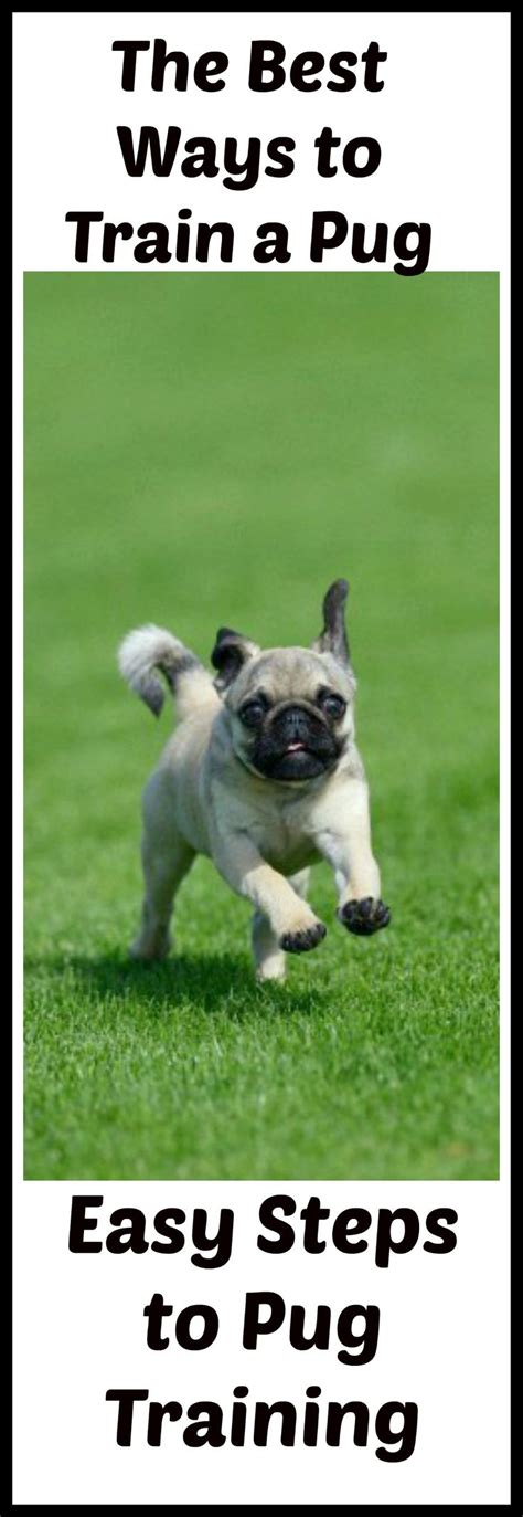 The Best Ways to Train a Pug - Easy Steps to Pug Training (With images) | Pugs, Pugs funny, Pug ...