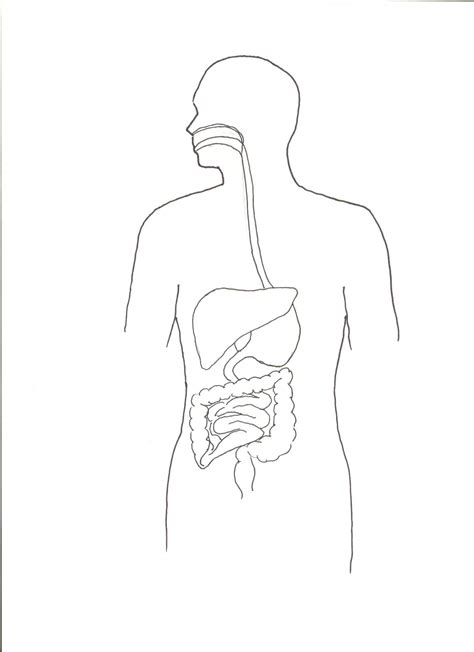 Unlabeled Diagram Of The Digestive System - systemdesign