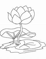 Water Lily Coloring Pages sketch template