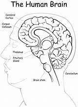 Human Brain Coloring Pages sketch template