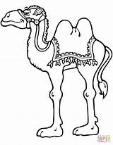 Camel Standing coloring page  Free Printable Coloring Pages sketch template
