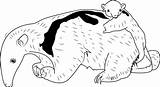 Baby Anteater With Her Mother Coloring Page For Kids  Free sketch template