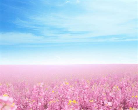 Premium AI Image | Canola field and blue sky