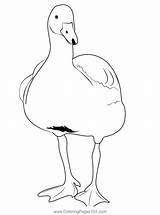 Duck Bird Coloring Page For Kids  Free Ducks Printable Pages sketch template