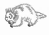 Printable Porcupine Coloring Pages sketch template