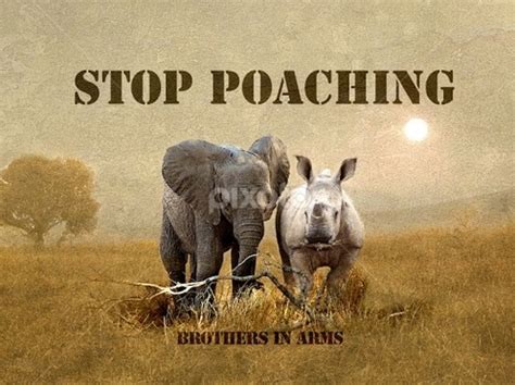 Solutions - Let's Stop Poaching