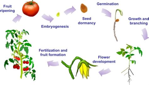 BIO 131 - 6 Plant Hormones Flashcards | Quizlet