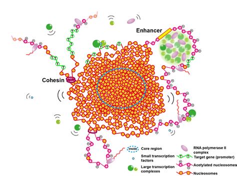 Team proposes a new view on euchromatin in the cell