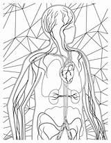 Anatomy Coloring Pages  Educational & Fun Printable Sheets sketch template