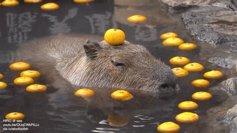 Capybara Meme Orange