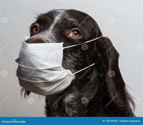 Portrait of a Dog Who Also Wore a Medical Mask Stock Image - Image of ...