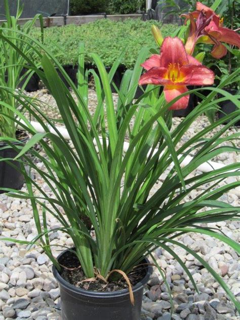 Rosy Returns Daylily – Wilson Nurseries