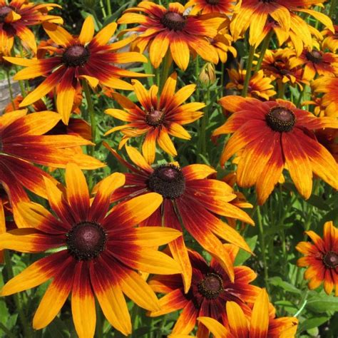 Mixed Rudbeckia Cappuccino Seeds, Flower Seeds#125 – Rooted Retreat