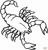 Scorpion coloring Page  Free Printable Coloring Pages sketch template