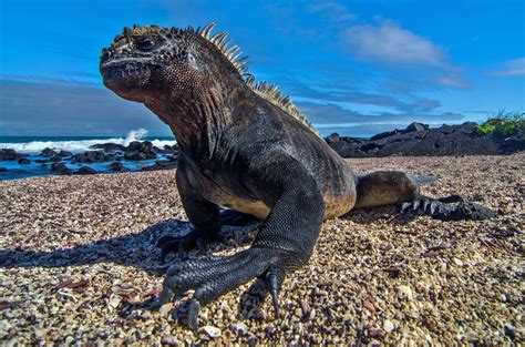 Shocking photos of Galapagos iguanas struggling to survive climate change - Earth.com