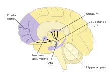 Dopamine - Wikipedia