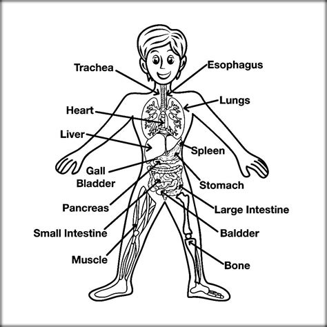 Best Anatomy Coloring Book Coloring Pages