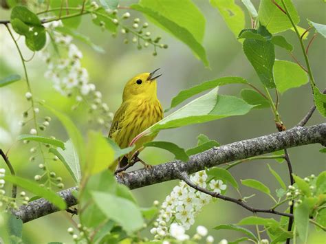 Yellow Warbler Songbird Singing in Tree Flowers Photograph by Scott ...