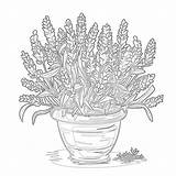 Lavender Coloring Pages Outline Flower Drawing Color Use Print  sketch template