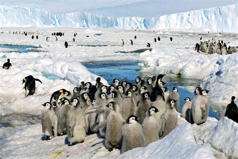 The loss of ice around Antarctica is hurting the survival of emperor ...