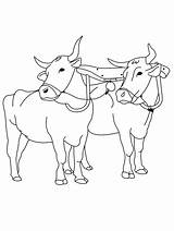 Ox coloring Pages sketch template