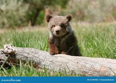 Cachorro De Oso Grizzly Que Se Sienta En El Registro Foto de archivo ...