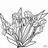 Irises coloring Page  Free Printable Coloring Pages sketch template
