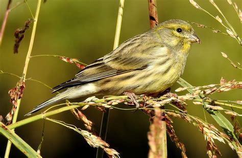 BIRDWALKERMONDAY: 11-11-2017 GANDIA, VALENCIA - EUROPEAN SERIN (FEMALE ...