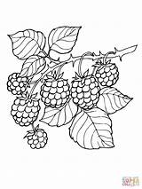 Blackberry Coloring Page At Tannoelblog Blog sketch template