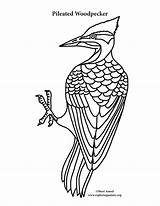 Woodpecker Pileated Coloring Page sketch template