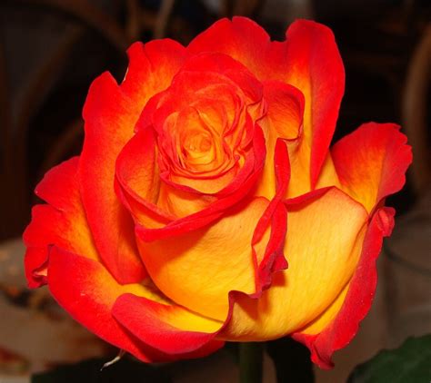 red yellow and orange roses | Flowers, Rose, Flower close up