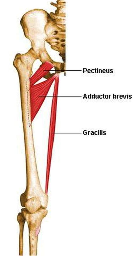 Pictures Of Adductor Brevis