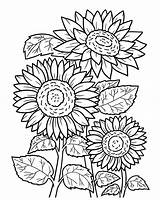 Sunflowers coloring Page  Download Print Or Color Online For Free sketch template