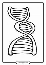 DNA Coloring Worksheet  7 Free Printable Diagram Activity sketch template