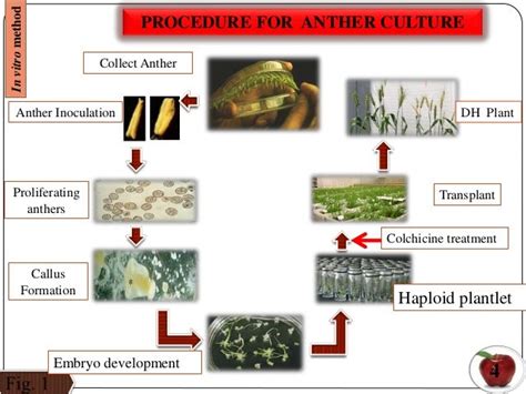 Anther culture and pollen culture