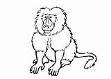 Baboon Coloring Pages  Coloring pages 🎨 sketch template