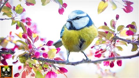 Relaxing Music and Nature Sounds | Soothing Piano Music with Birds Singing for Sleeping ...