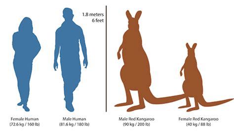 Wallabies Vs Kangaroos : Kangaroo Characteristics Habitat Diet Facts ...